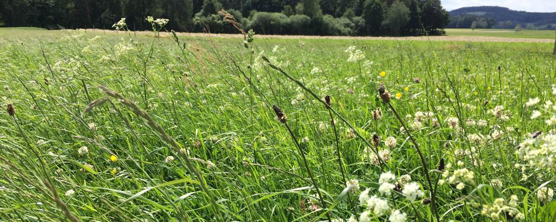 Meadow in Bavaria